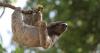 Sloth exhibitor shut down by New York wants a Florida comeback