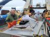 Scientists tag Pacific cod to track climate shifts in the Bering Sea