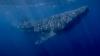 Tuna-fishing teen spots giant whale shark off North Carolina: 'Once-in-a-lifetime'