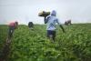 Lesotho Developing AI Chatbot to Advise Farmers