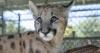 Tiny Florida panther kitten rescued, now thriving at Naples Zoo