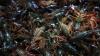 Louisiana Crawfish Farmers Hope New Federal Law Will End Worker Shortage