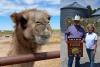 This Idaho Falls farmer raises camels — and he’s hoping his Century Farm survives
