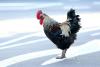 Why Did The Chicken Cross The Chicago Expressway? Illinois Police Had The Punchline