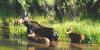 Research suggests moose lived in Colorado long before reintroductions