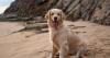 Somerset town ranked as one of UK's top 10 pet-friendly holiday destinations