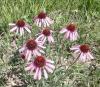 ​Homeopathy: magic, science, or super-listening power?