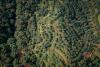 UK Revives Dormant Anti-Deforestation Plan, Includes Coffee