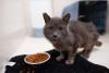 Oregon Humane rescues 80 neglected cats from Southern Oregon, brings them to Portland for care