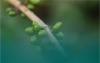 Oman expands coffee cultivation in Dhofar mountains
