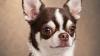 Delaware dogs steal hearts in these photos 