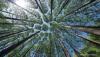Lithuanian carbon farming programme secures first corporate buyers