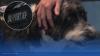 Kansas City Police Department introduces new therapy dog, offering support to officers