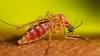 NM health agency reports mosquitos with West Nile virus found in Bernalillo County
