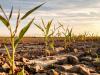North Dakota’s Drought Could Damage Next Year’s Crop and Cattle Feed