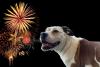 Montanans Prepare for Ten Days of Distraught Pets