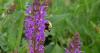 Pollinator Month highlights the small insects with a big impact on Illinois ecosystems