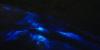 Moment of Science: Bioluminescent algae creates a “sea of stars” along certain coastlines