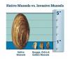 Invasive mussel found dead at Prineville Reservoir in Central Oregon