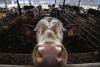 Race against time: French farmers suffer arid crops, heat-stricken animals