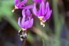 Alaska’s native bumblebees are essential to our food web