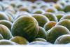 Wet weather, low prices put damper on Texas watermelon season