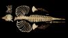 Only a handful of vaquitas remain, and now anyone can 3D print its skeleton