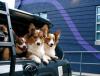 Skiptown Signs Five-Unit Dog Care Franchise Agreement to Expand Across Colorado