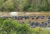 The plastic disaster Helene left behind: thousands of PVC pipes remain in the French Broad River