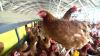Bird flu: SA confirms first H5N1 case, WA expects third infection as Papua New Guinea halts poultry imports