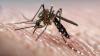 Traveling in Europe: Should Mosquito Risks Be on Your Radar?