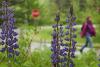 Acadia balances invasive plant’s popularity with ecological damage