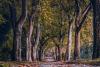 South Africans called to plant 10 million trees on Heritage Day