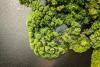 Deforested mangroves show strong recovery potential: study