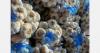 New-crop garlic opens at €4.00/kg EXW in Greece