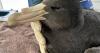 Alarm as deadly bird flu strain lands in second state