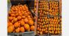 Late cold spell in Peru delays W. Murcott’s season