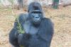 Bristol Zoo Project welcomes new silverback to lead troop following popular gorilla’s death