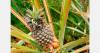 Queensland pineapple field days to feature AI and breeding advances