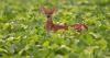 Damage from wildlife is a hidden tax on farmers