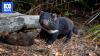Australia's mammals are at risk of bird flu. This is what we know