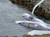Two fin whales dead as Iceland’s controversial hunt returns