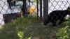 Young black bear turns up in bustling Maine tourist district, then slips into hotel garage
