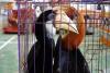 Indonesia driver sentenced over organized crime group trafficking live orangutan