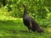 DNREC Asks Public to Report Sightings of Wild Turkeys During Annual Survey