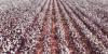 The Crops That Created America (Mostly Came From Africa)