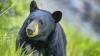 Vermont officials urge residents to protect against bears when composting
