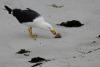 'No evidence of infection in poultry': H5 bird flu detected in second Australia state