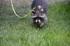 Could Raccoons Actually Become America’s Next Favorite Pet? Science Says Maybe