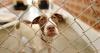 Kentucky animal shelter rebuilds a year after tornadoes